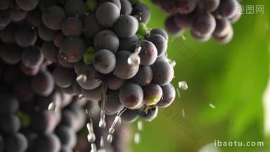 种植基地新鲜葡萄成熟高帧率滴水
